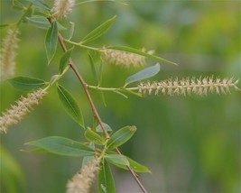 12&quot; Black Willow Cuttings Salix nigra Lot of 5  FRESH | Native - £26.62 GBP