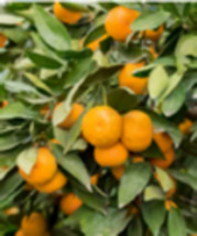 Florida only! Dancy Tangerine (Citrus tangerina) Grafted plant - £91.12 GBP