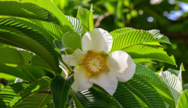 20 Pc Seeds Dillenia indica Plant, Elephant Apple Tree Seeds for Planting | RK - £14.86 GBP