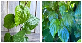 Betel Leaf Plant, Piper Betel in 4&quot; Pot , Daun Sirih Plant - £49.02 GBP