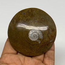 81.9g, 2.7&quot;x2.7&quot;x0.6&quot;, Goniatite (Button) Ammonite Polished Fossils, B30075 - £5.43 GBP