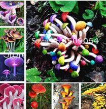 Mushroom Seed Succlent S Edible Ornament Color:Mixed - $9.49