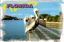 Postcard Florida A Pelican Resting Along Many Waterways   6 x 4&quot; - £3.53 GBP