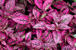 10 Dwarf Rose Pink Polka Dot Plant Splash Hypoestes Phyllostachya Flower Seeds - £14.53 GBP