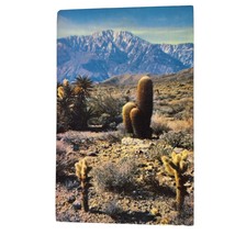 Postcard A Desert Panorama Cholla Cactus Chrome Unposted - $6.92