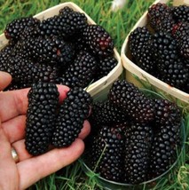 USA-BLACKBERRY 50PCS Seedsmedicinal Antioxidant Fiber Healthful Triple Crown - £6.35 GBP