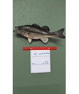 Beautiful Real Skin 16” Spotted Bass Taxidermy Wall Mount Art Wildlife - £275.25 GBP