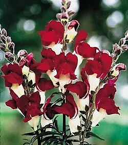 Snapdragon Snappy White-Burgundy 2,000 seeds - £31.45 GBP