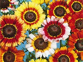 Painted Daisy, 200+ Seeds, Beautiful Mulit Colored Blooms. - £4.71 GBP