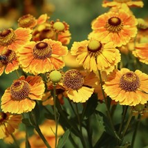 Beautiful Sneezeweed Flower, 50 seeds D - $14.16 CAD