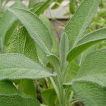 100 Broadleaf Sage, Salvia Officinalis, NON-GMO Herb Seeds - £14.27 GBP