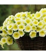 100 seeds, PETUNIA  PRIZM, annual - $5.00