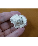 (F397-3) Fossil Stony Dichocoenia tuberosa coral Duncan display specimen... - $264.73 MXN