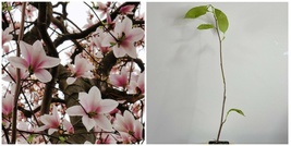 2 Saucer Magnolia Trees/Shrubs - 6-12&quot; Live Plants - 2.5&quot; Pot - Soulangeana - H0 - £84.70 GBP