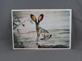 vintage Postcard - Desert Jack Rabbit - Petley - £11.98 GBP
