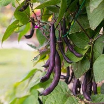 Bean Royal Purple Pod Fresh Seeds Fast Shipping - £14.97 GBP