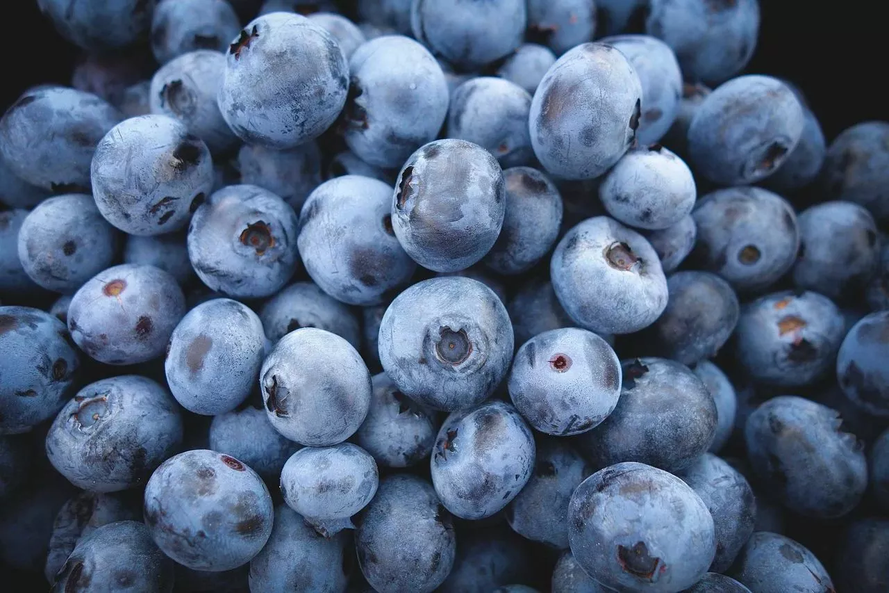 FARM 200 Highbush Blueberry Seeds Bulk Seeds - $9.95