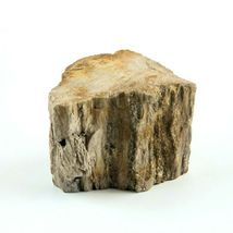Petrified Wood South Dakota 13 oz 1.75" x  2.25" x 3” Wooden Rock Stone Fossil image 4