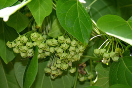 Dregea Volubilis False Hoya Vine Seeds Fresh Usa Seeds - £13.11 GBP