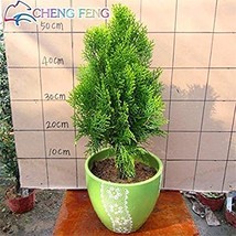 Goodidea 50pcs Cypress Trees Platycladus Orientalis Oriental Arborvitae Plants C - £6.22 GBP