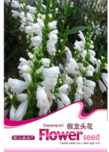 1 Original Pack 20 seeds pack White OBEDIENT PLANT Seeds Physostegia virginiana  - £5.47 GBP