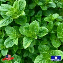 Oregano Seeds Common Italian Heirloom Non-Gmo Garden Usa Shipping - £5.59 GBP