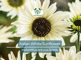 100 Seeds Italian White Sunflower, Non-GMO, Pollinator Friendly, Cut Flo... - $14.96 CAD