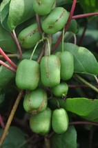 One plant of Ananasnaya (Anna) Female Hardy Kiwi  - $26.00