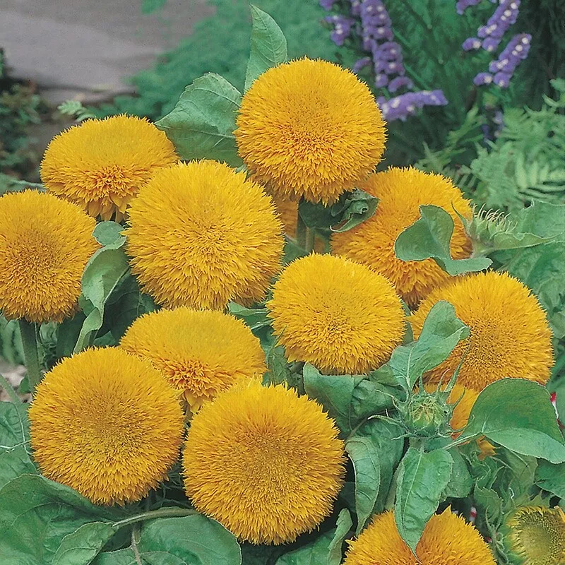50 TEDDY BEAR SUN FLOWER  FRESH HARVEST FOR GARDENS - $7.34