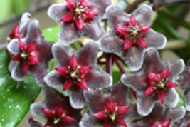 Hoya pubicalyx 1 year old plant well rooted, sent with the pot and soil - $16.00