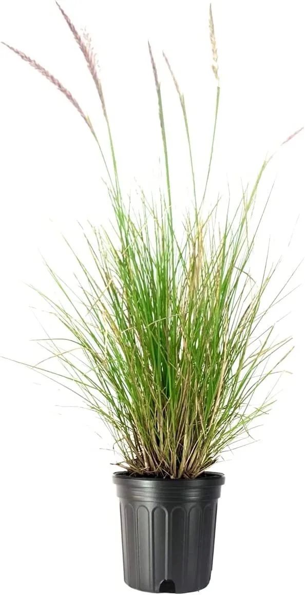 White Fountain Grass Large Plant Pennisetum Alopecuroides - £50.24 GBP