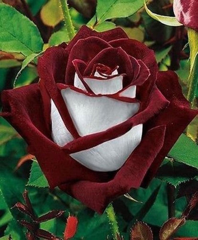 PSA Love In Rose Bush 1 50 Or 100 Seeds~Rare Fast Grow - $12.43