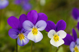 Guashi Store Johnny Jumpup (Viola Tricolor) Violet Flower 340 Seeds - £7.06 GBP