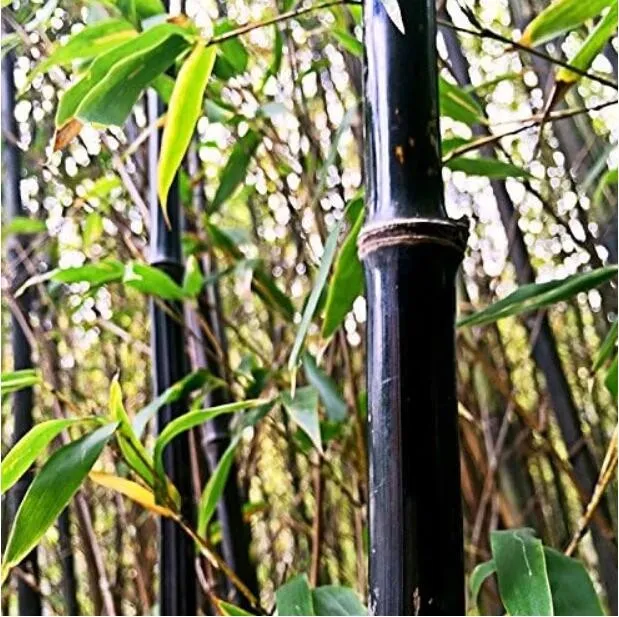 60 Black Bamboo Tree Seeds for Garden - £9.65 GBP