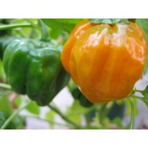  Orange Scotch Bonnet Pepper Vegetable 40 Seeds #SFB11 - £15.95 GBP