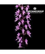 STENOGLOTTIS FIMBRIATA SMALL SOUTH AFRICAN TERRESTRIAL ORCHID TUBER - €42,09 EUR STENOGLOTTIS FIMBRIATA SMALL SOUTH AFRICAN TERRESTRIAL ORCHID TUBER - €42,09 EUR
