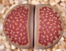 Lithops Hallii Ochracea Rare Living Stones Rock Red Mesemb Exotic Seed 50 Seeds - £7.89 GBP