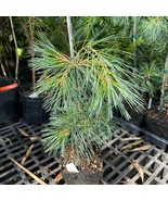 Pinus Strobus Pendula Weeping White Pine Live Plant 18 Inch Tall 1 Gallo... - $25,726.67 MXN