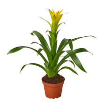 4&quot; Pot - Guzmania Bromeliad &#39;Yellow&#39; - houseplant - Gardening - FREE SHIP - £47.96 GBP