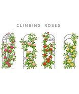 KKG Contender Green Bean Seeds Stringless Bush Fresh Garden - $7.89