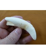 (G376-273) 3-3/4&quot; GATOR Alligator Aligator Tooth TEETH jewelry make craf... - €83,45 EUR