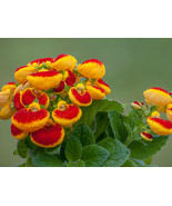 25 Seeds Calceolaria Pocketbook Plant Flower Annual - £13.08 GBP