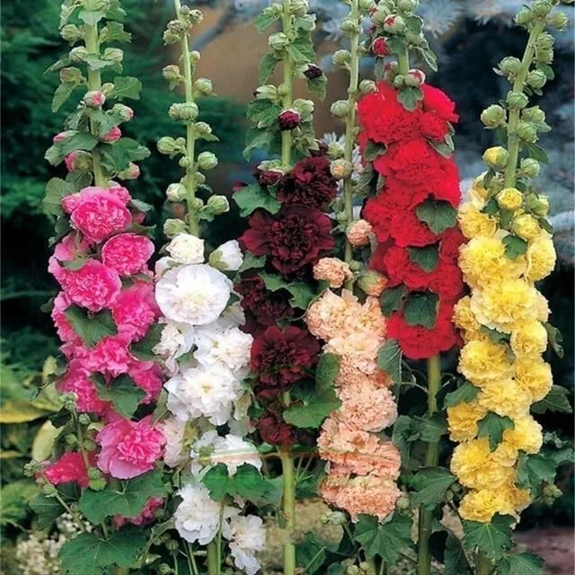 350 Hollyhock Flower Seeds Carnival Mix Giant Mallow Double Hollyhock - £7.84 GBP