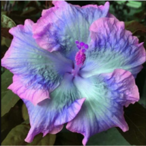 20 Blue Pink Purple Hibiscus Seeds Perennial Flowers Flower Seed - £11.93 GBP