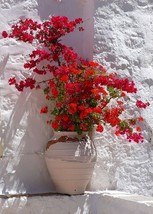 Live Plant Bougainvillea &#39;San Diego Red&#39; - $31.96