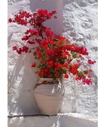 Live Plant Bougainvillea 'San Diego Red' - £25.48 GBP