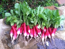 French Breakfast Radish 3000 Pure Seeds Microgreens Sprouts Organic Non Gmo - £6.84 GBP