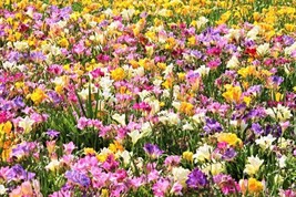 5 Royal Champion Mix Freesia Mixed Colors Pink Blue Purple Yellow + Flower Seeds - $5.70
