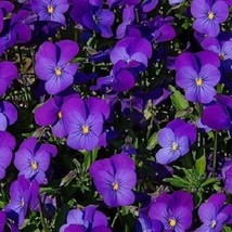 35 Viola Cornuta King Henry Perennial Flower Seeds Fresh Seeds Fast Shipping - $23.64