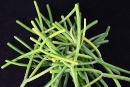 18 Fresh Healthy Pencil Cactus Cuttings - Euphorbia Tirucalli - £10.20 GBP
